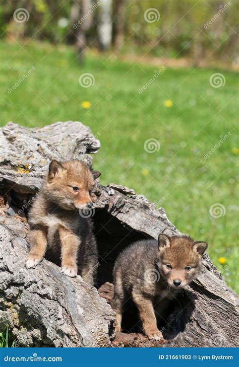 Coyote pups stock image. Image of playful, young, mammal - 21661903