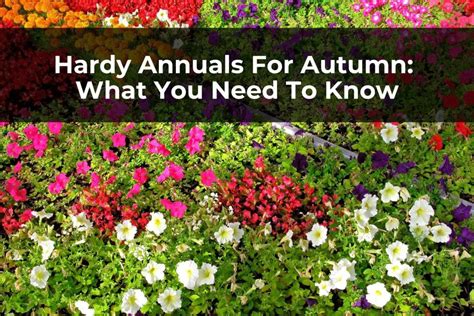 Hardy Annuals For Autumn – What You Need To Know – Real Men Sow