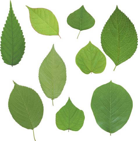 Green leaves Trees To Plant, Plant Leaves, Free Download Pictures, Tree Saw, Nature Projects ...
