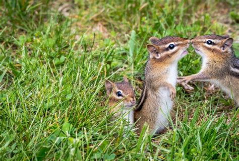 Young Eastern Chipmunk Family Of Four In Green Grass Stock Photo - Image of four, little: 142735010