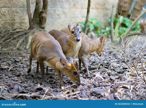 Closeup of Adorable Vietnam Mouse-deers (Tragulus Versicolor) in the Park Stock Photo - Image of ...