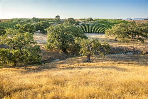 Gainey Vineyard - Santa Barbara County Vintners