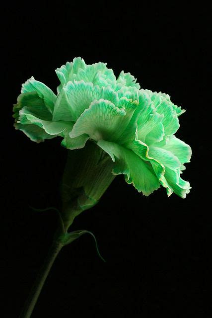 Green Carnation | Green carnation, Carnations, Green flowers