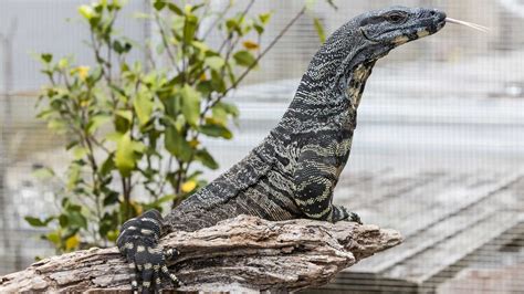 Lace Monitor | Australian Reptiles & Animals | Auckland Zoo