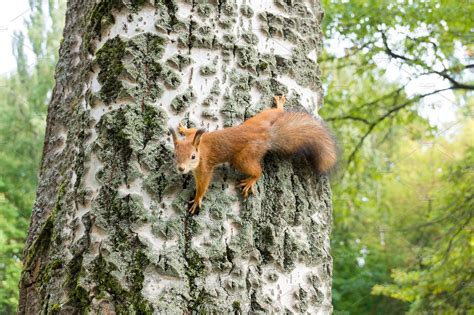 Squirrel containing squirrel, red, and tree | Animal Stock Photos ...