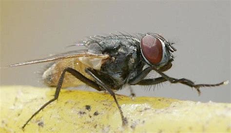 Diptera 101: The Abundant World Of The "True Flies"