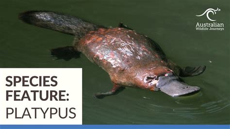 Australian Animals Platypus