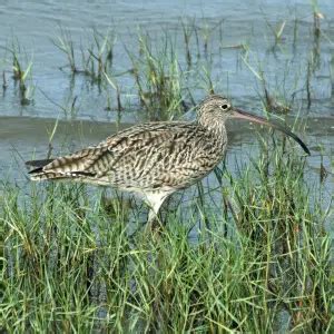 Far Eastern curlew - Facts, Diet, Habitat & Pictures on Animalia.bio