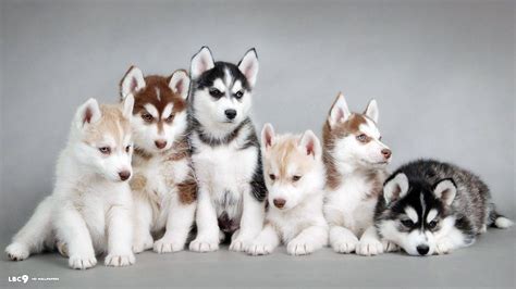 Siberian Husky Wallpapers - Wallpaper Cave