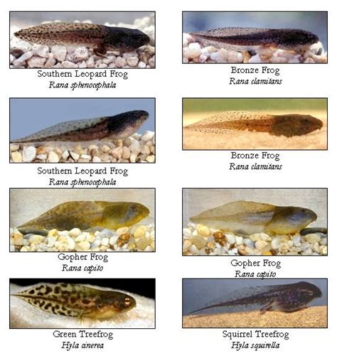 Tadpole identifying - Tadpole Care