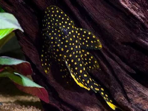 The Complete Guide to Gold Nugget Pleco Care | Fishkeeping World