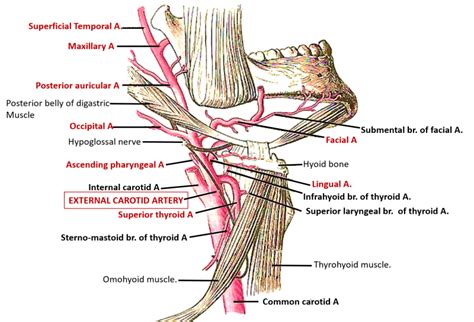 External Carotid Artery , Origin, Course and Branches , Anatomy QA