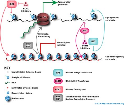 Chromatin remodeling/DNA methylation - My Cancer Genome