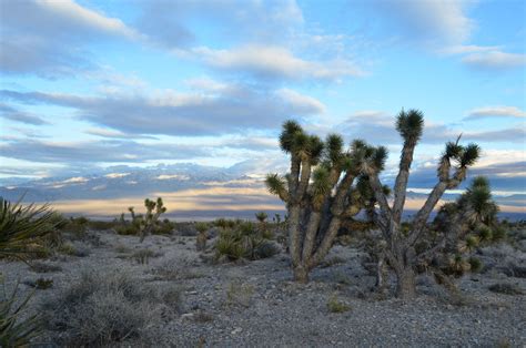 Hiking Las Vegas: The Best Trails Near Sin City | Two Wandering Soles