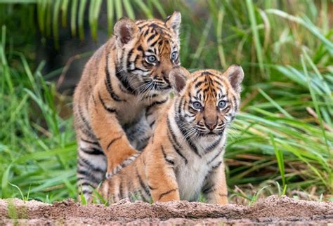 3 Sumatran tiger cubs explore jungle habitat in Sydney zoo | The Seattle Times