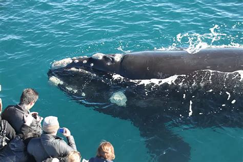 Augusta Whale Watching Blog | Naturaliste Charters