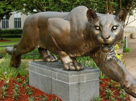 The University of Houston brings back the live cougar mascot — wit ...