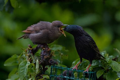 European Starling | Audubon Field Guide