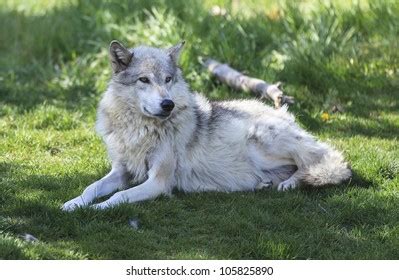 Drawn to the Wild: Create a Captivating Wolf Laying Down Drawing with ...