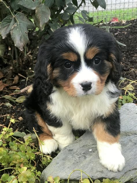 39+ Bernese Mountain Dog Puppies Pennsylvania Pic - Bleumoonproductions