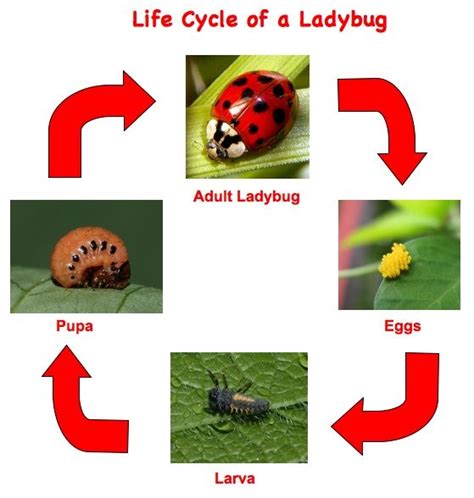 Lifecycle of a ladybug...real pics | Life cycles, Ladybug life cycle ...