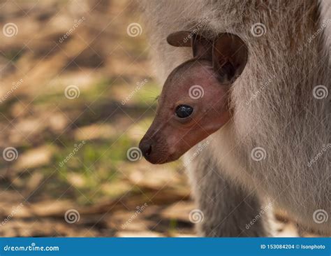 Baby Joey Red Necked Wallaby in Pouch Stock Photo - Image of brown ...