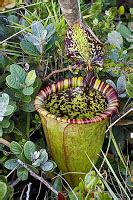 Rat-eating pitcher plant discovered in Victoria Peak – and this ...