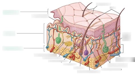 Cutaneous Membrane Diagram Diagram | Quizlet