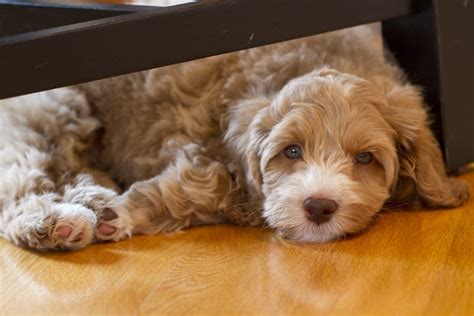 Labradoodle vs Goldendoodle: Your Complete Guide to their Differences