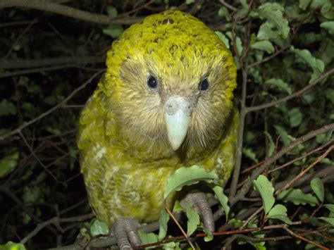 New Zealand aims to save the ‘strangest parrot on Earth’ - The Washington Post