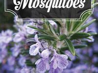 7 Plants to repel mosquitoes ideas | plants, mosquito repelling plants ...