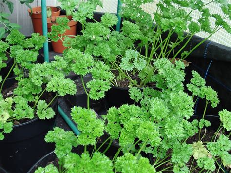 Seed to Feed Me: HOW TO GROW PARSLEY