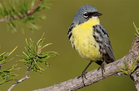 Kirtland's Warbler - American Bird Conservancy