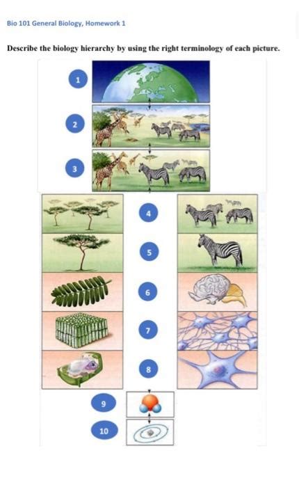 Solved Describe the biology hierarchy by using the right | Chegg.com