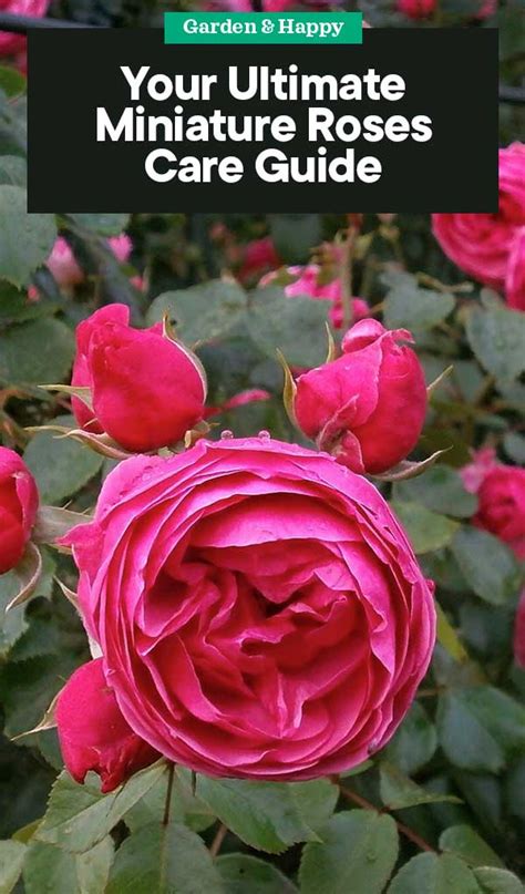 The Complete Miniature Roses Care Guide - Garden and Happy