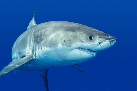 Shark Wallpapers, Pictures, Images