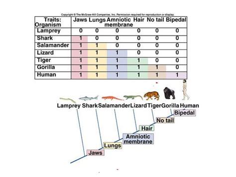 ️Cladogram Practice Worksheet Pdf Free Download| Goodimg.co