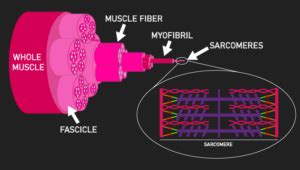 The Science of Myofibrillar Hypertrophy & Packing - House of Hypertrophy