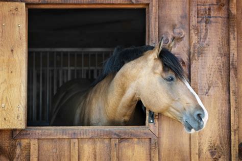 How to Keep Your Horse Happy When Stabled ⋆ How To Dressage