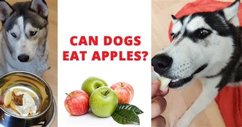 Can dogs eat apples? - Husky Advisor - Apple Treats - Apple recipes