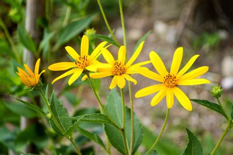 Yellow Sunchoke Flower in Garden Stock Photo - Image of grow, pollen ...