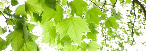 Tree Identification Guide: How to Identify Sycamore Tree | Davey Tree