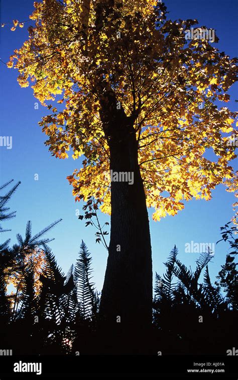 fall colours on maple tree Stock Photo - Alamy