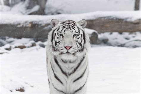 Dream About White Tiger? (12 Spiritual Meanings)