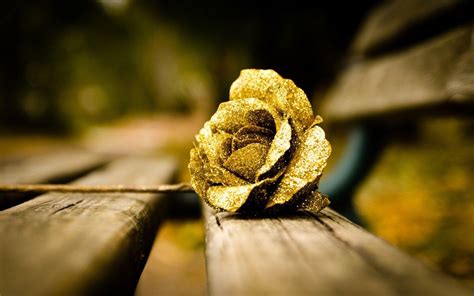 Golden Rose Wallpaper Hd