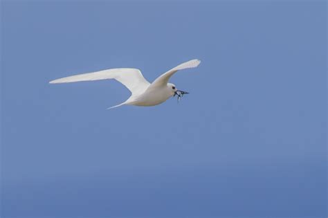 Norfolk Island. | BIRDS in BACKYARDS