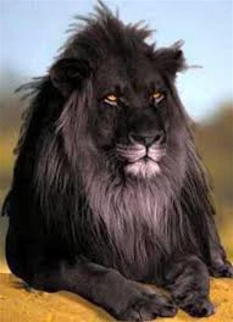 Gorgeous melanistic animal black lion ~ The Animals Planet