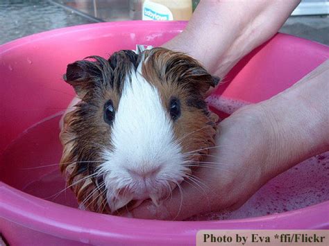 Bathing guinea pigs