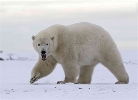 U.S. Polar Bears Are Losing. Here’s Why. | Defenders of Wildlife