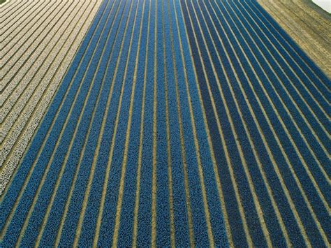 Premium Photo | Aerial view of hyacinth flowers field